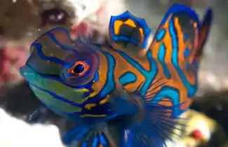 Kapalai Mandarinfish