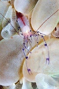 Bubble coral shrimp